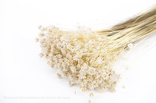 HILL FLOWER GEBLEEKT +/ - 150GR - bloemschikmaterialen.com