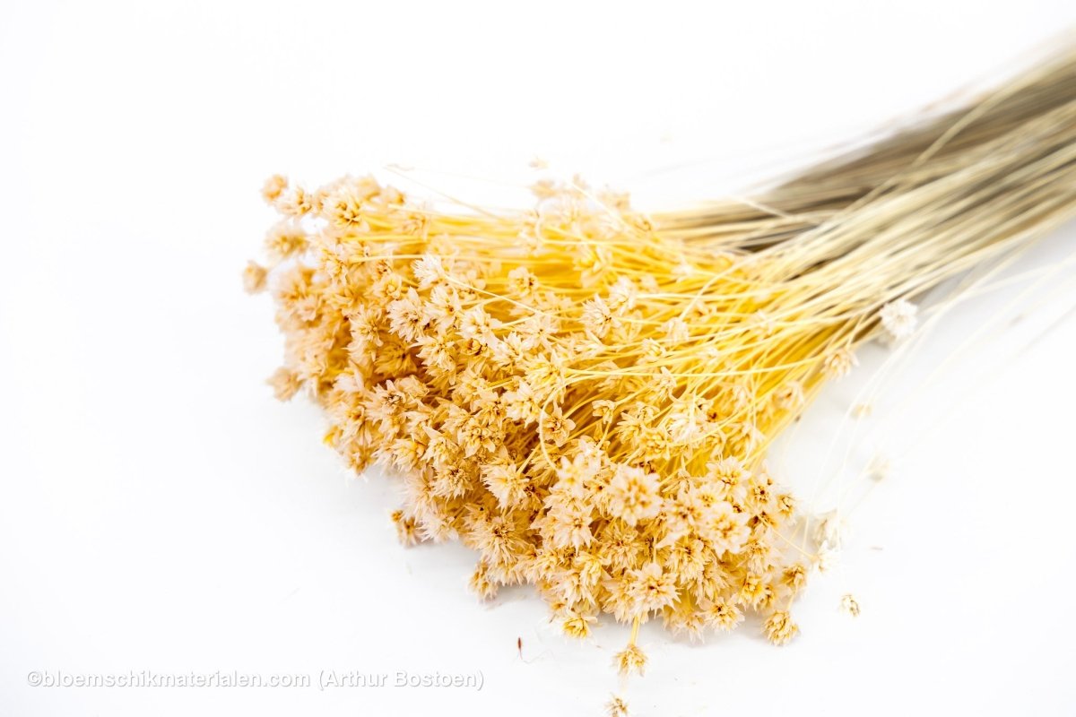 HILL FLOWER NATUREL +/ - 150GR - bloemschikmaterialen.com