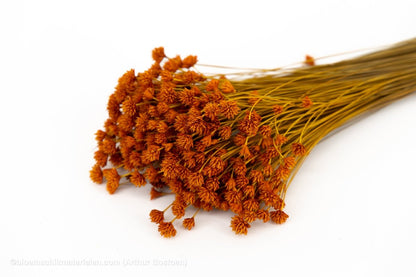 HILL FLOWER ORANJE (ABRIKOOS) +/ - 150GR - bloemschikmaterialen.com
