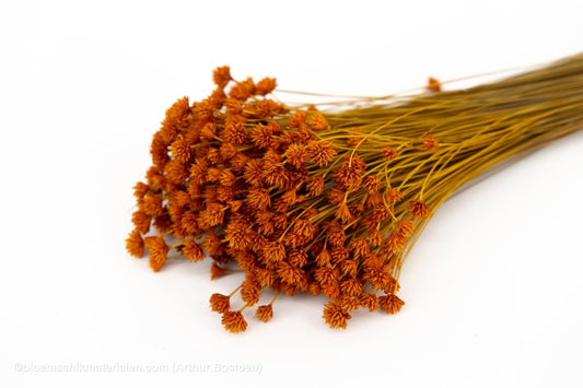 HILL FLOWER ORANJE (ABRIKOOS) +/ - 150GR - bloemschikmaterialen.com