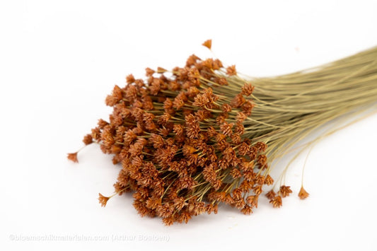HILL FLOWER OUDROZE +/ - 150GR - bloemschikmaterialen.com