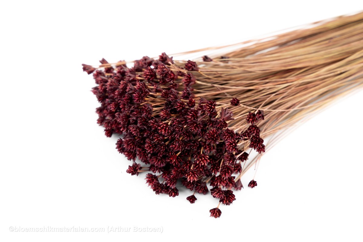 HILL FLOWER PRUIM +/ - 150GR - bloemschikmaterialen.com