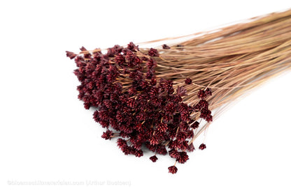 HILL FLOWER PRUIM +/ - 150GR - bloemschikmaterialen.com