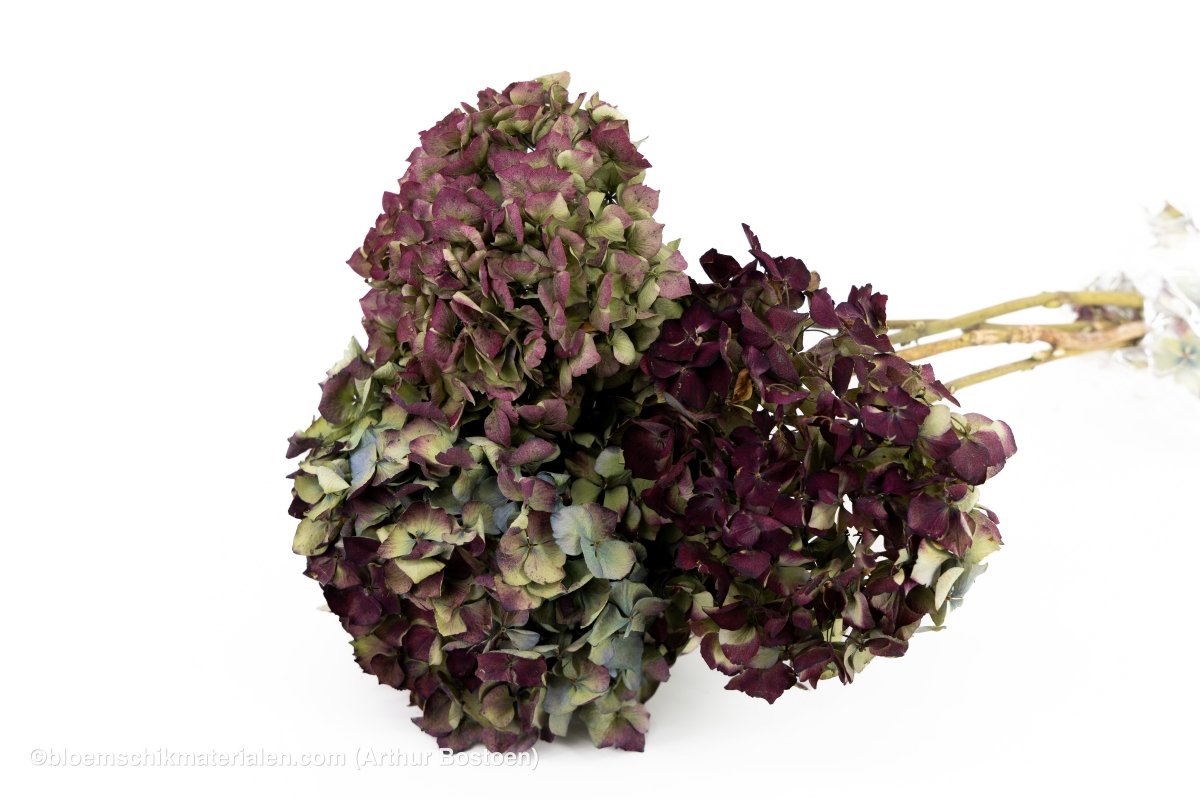 HORTENSIA NATUREL 3ST - bloemschikmaterialen.com
