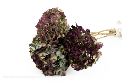 HORTENSIA NATUREL 3ST - bloemschikmaterialen.com