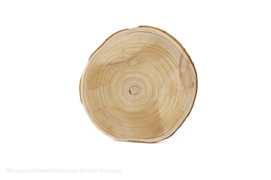 HOUTSCHIJF PAULOWNIA D40 H3CM NATUREL - bloemschikmaterialen.com