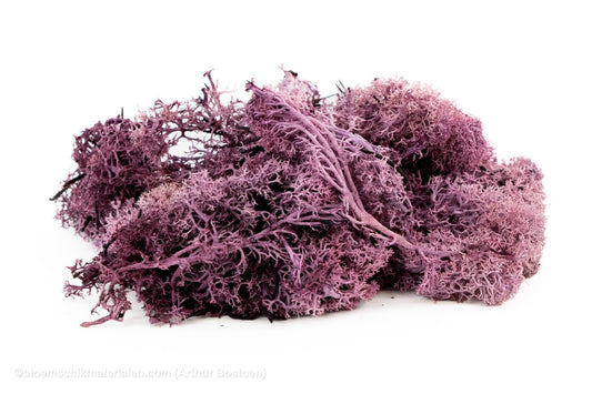 IJSLANDS MOS AUBERGINE +/ - 450GR - bloemschikmaterialen.com