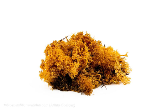 IJSLANDS MOS COGNAC +/ - 450GR - bloemschikmaterialen.com