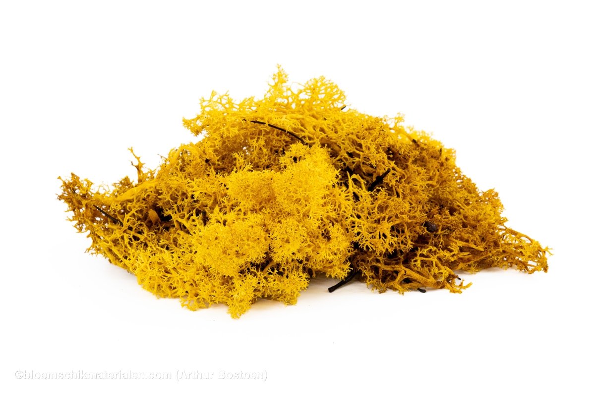 IJSLANDS MOS GEEL +/ - 450GR - bloemschikmaterialen.com