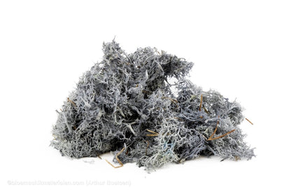 IJSLANDS MOS GRIJS +/ - 450GR - bloemschikmaterialen.com