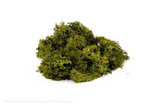 IJSLANDS MOS MOSGROEN +/ - 450GR - bloemschikmaterialen.com