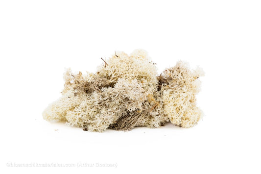 IJSLANDS MOS NATUREL +/ - 450GR - bloemschikmaterialen.com