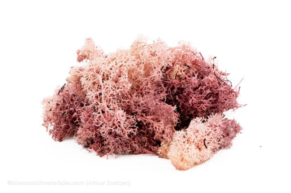 IJSLANDS MOS POEDERROOS +/ - 450GR - bloemschikmaterialen.com