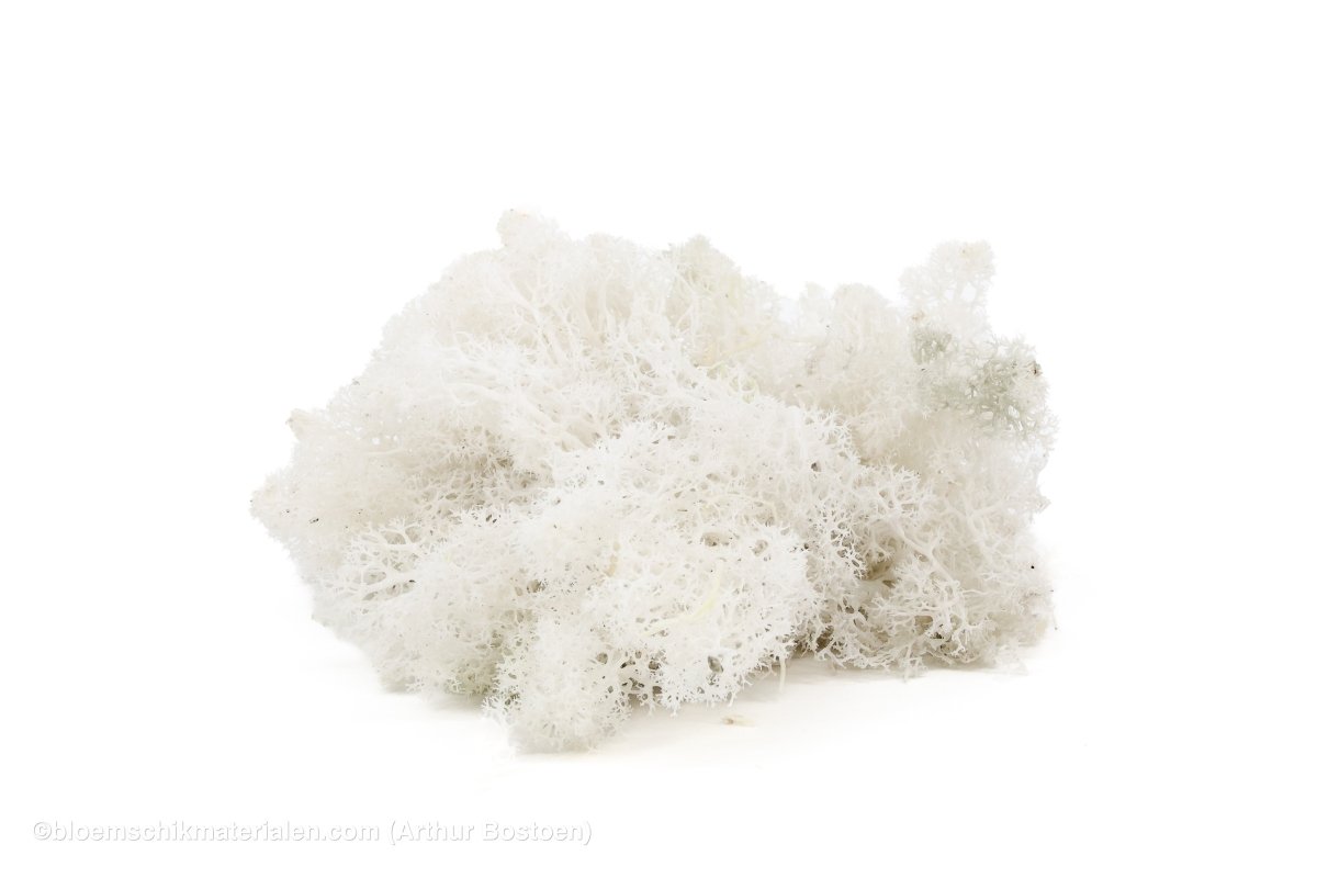 IJSLANDS MOS WIT +/ - 450GR - bloemschikmaterialen.com