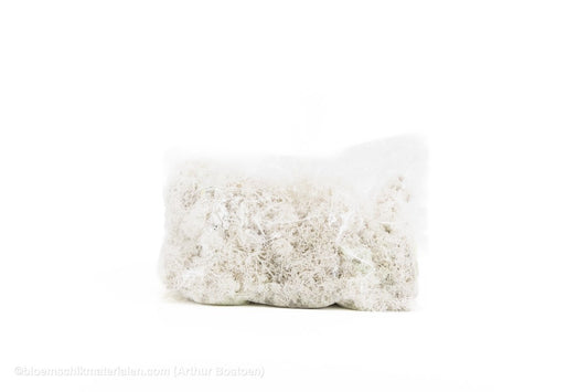 IJSLANDS MOS WIT +/ - 450GR - bloemschikmaterialen.com
