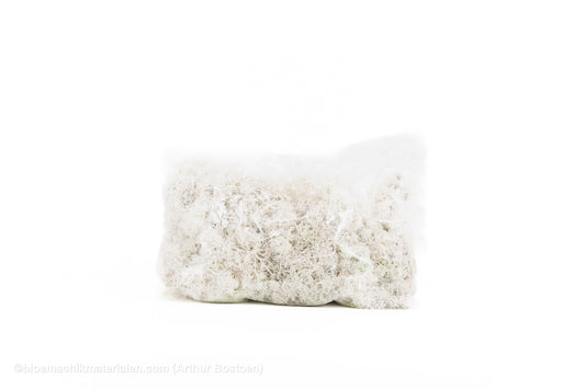 IJSLANDS MOS WIT +/-450GR