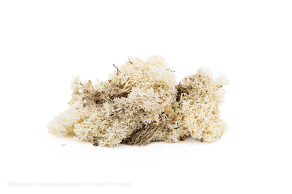 IJSLANDS MOS NATUREL +/-450GR