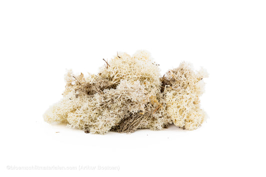 IJSLANDS MOS NATUREL +/-50GR