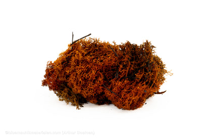 IJSLANDS MOS BRUIN +/-50GR