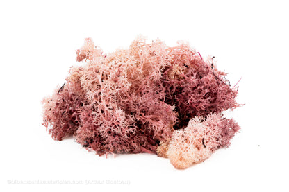 IJSLANDS MOS POEDERROOS +/-50GR