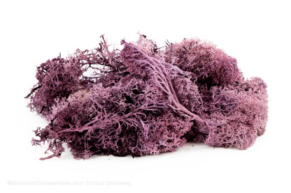 IJSLANDS MOS AUBERGINE +/-50GR