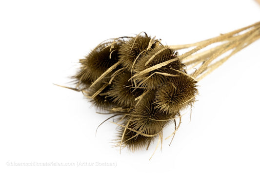 KARDOEN DISTEL GOUD - bloemschikmaterialen.com