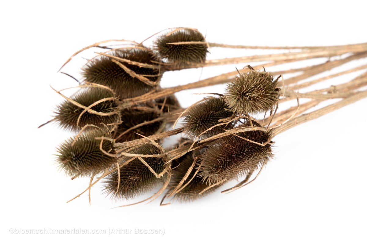 KARDOEN DISTEL KOPER - bloemschikmaterialen.com