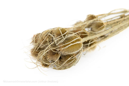 KARDOEN DISTEL NATUREL 10ST - bloemschikmaterialen.com