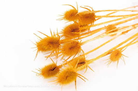KARDOEN DISTEL ORANJE - bloemschikmaterialen.com