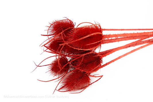 KARDOEN DISTEL ROOD - bloemschikmaterialen.com