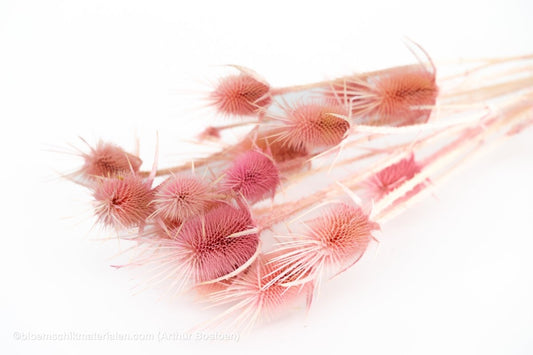 KARDOEN DISTEL ROZE - bloemschikmaterialen.com