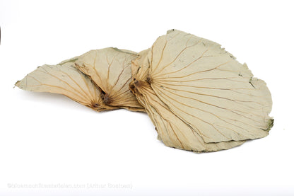 LOTUSBLAD NATUREL 5ST