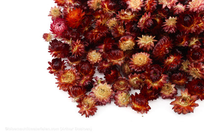 HELICHRYSUMKOPPEN ROOD NATUREL +/-40GR