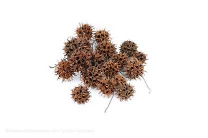 LIQUIDAMBAR (AMBERBAUM) NATUREL +/ - 40GR - bloemschikmaterialen.com