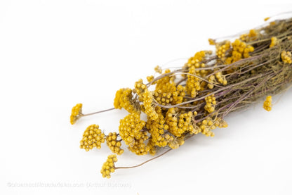 LONA NATUREL - bloemschikmaterialen.com
