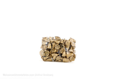 LOTUS MINI GOUD 100ST - bloemschikmaterialen.com
