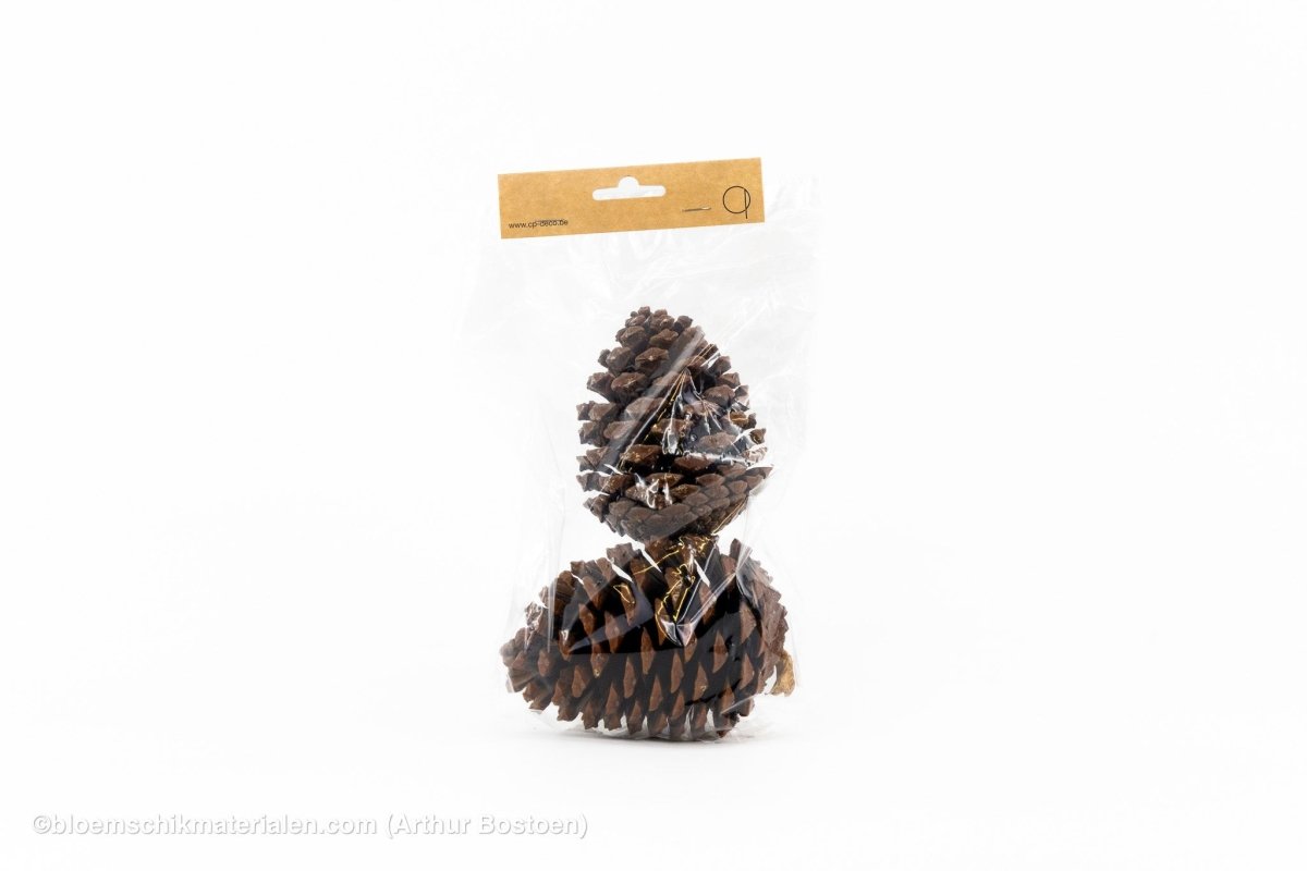 MARITIMA 10/14CM NATUREL 2ST - bloemschikmaterialen.com