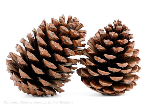 MARITIMA 10/14CM NATUREL 75ST - bloemschikmaterialen.com