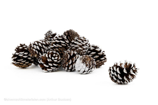 MUGUS WHITE TIPPED +/ - 500GR - bloemschikmaterialen.com