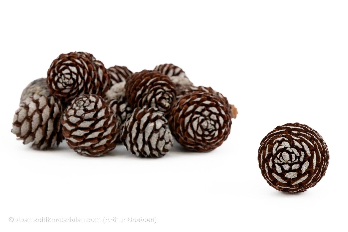 MUIRII KOPPEN NATUREL +/ - 500GR - bloemschikmaterialen.com