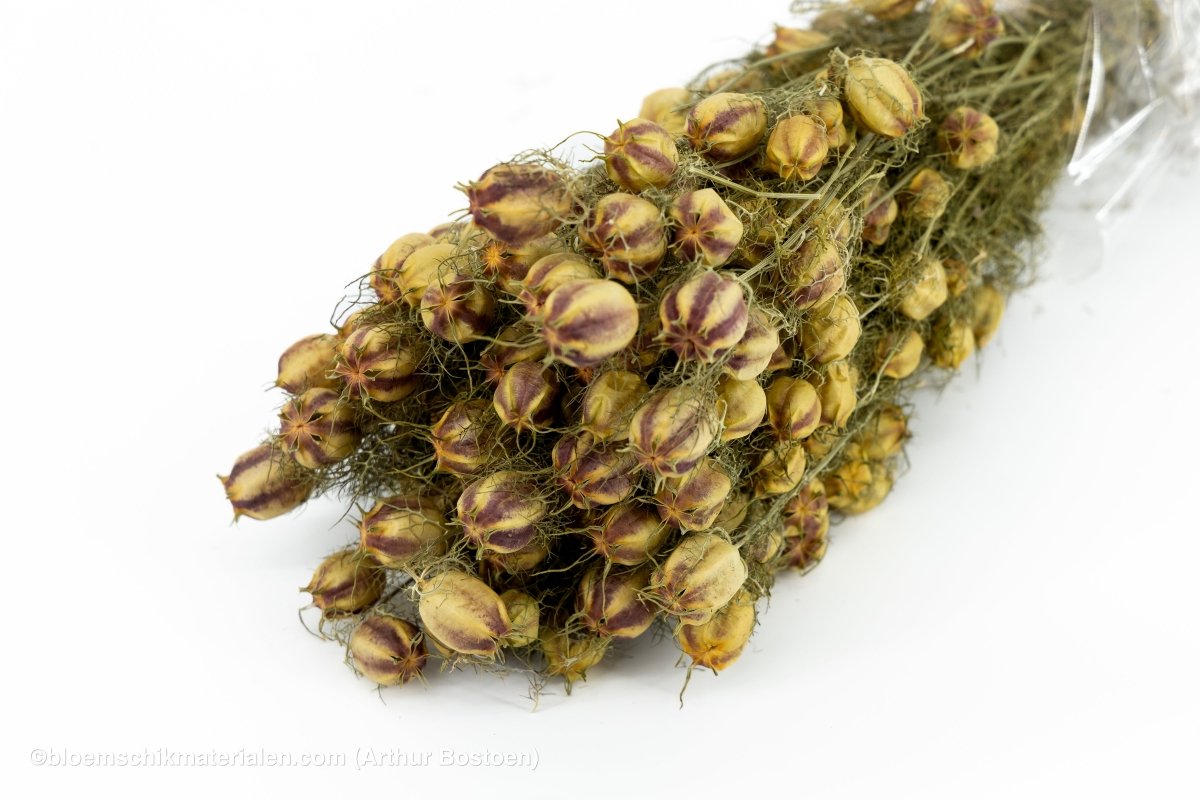 NIGELLA NATUREL - bloemschikmaterialen.com