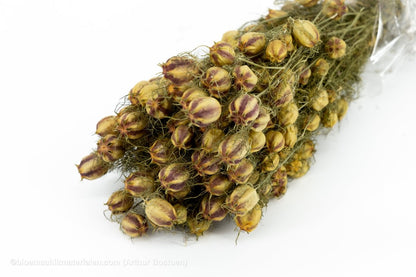 NIGELLA NATUREL - bloemschikmaterialen.com