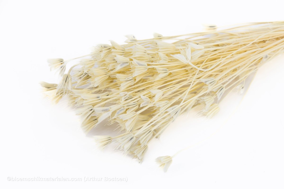 NIGELLA ORIENTALIS GEBLEEKT +/ - 100GR - bloemschikmaterialen.com