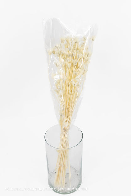 NIGELLA ORIENTALIS GEBLEEKT +/ - 100GR - bloemschikmaterialen.com