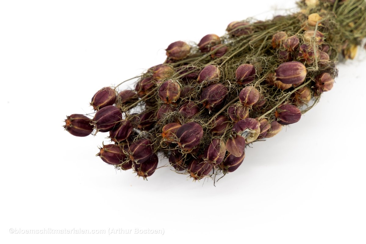 NIGELLA ORIENTALIS NATUREL - bloemschikmaterialen.com