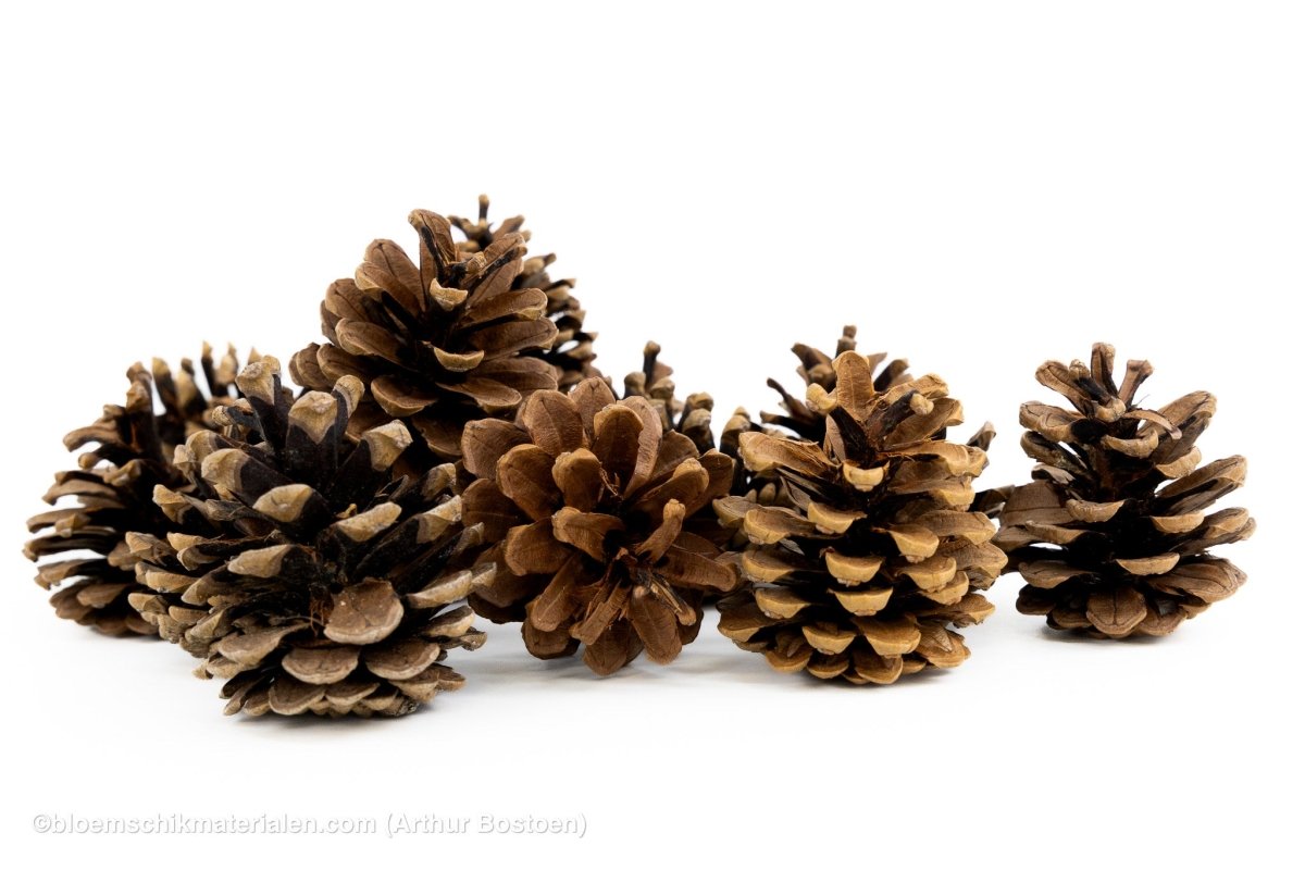 OOSTENRIJKER (PINUS NIGRA) NATUREL +/1KG - bloemschikmaterialen.com