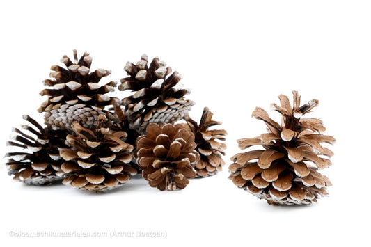 OOSTENRIJKER (PINUS NIGRA) WITTE TIP+/1KG - bloemschikmaterialen.com