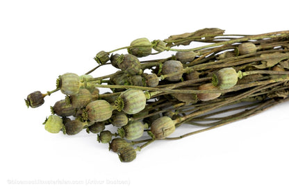 PAPAVER GROEN - bloemschikmaterialen.com