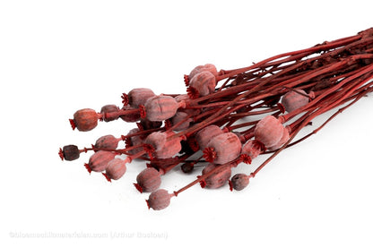 PAPAVER ROOD - bloemschikmaterialen.com