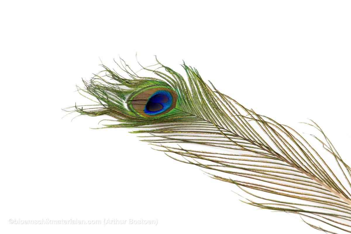 PAUWEVEER 80 - 100CM NATUREL 1ST - bloemschikmaterialen.com